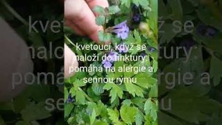 Bylinka popenec břečťanolistý - zpracování a účinky