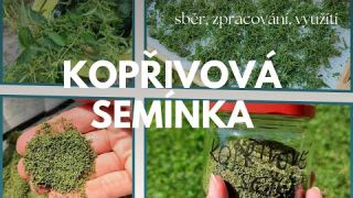 Jak poznat, sbírat, zpracovat a používat KOPŘIVOVÁ SEMÍNKA